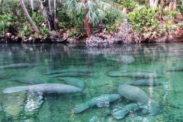 Blue Springs State Park in Florida